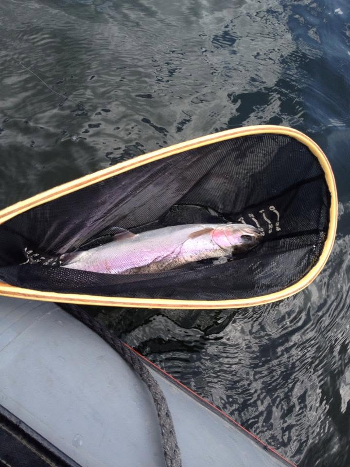 A rainbow trout lying in a landing net over the water, caught fly fishing.